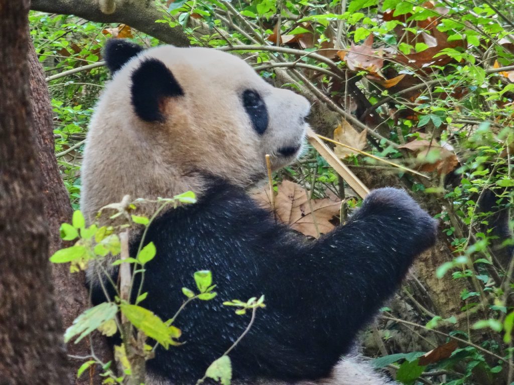 CHINA-2017-12-045 CHINA-2017-12-045