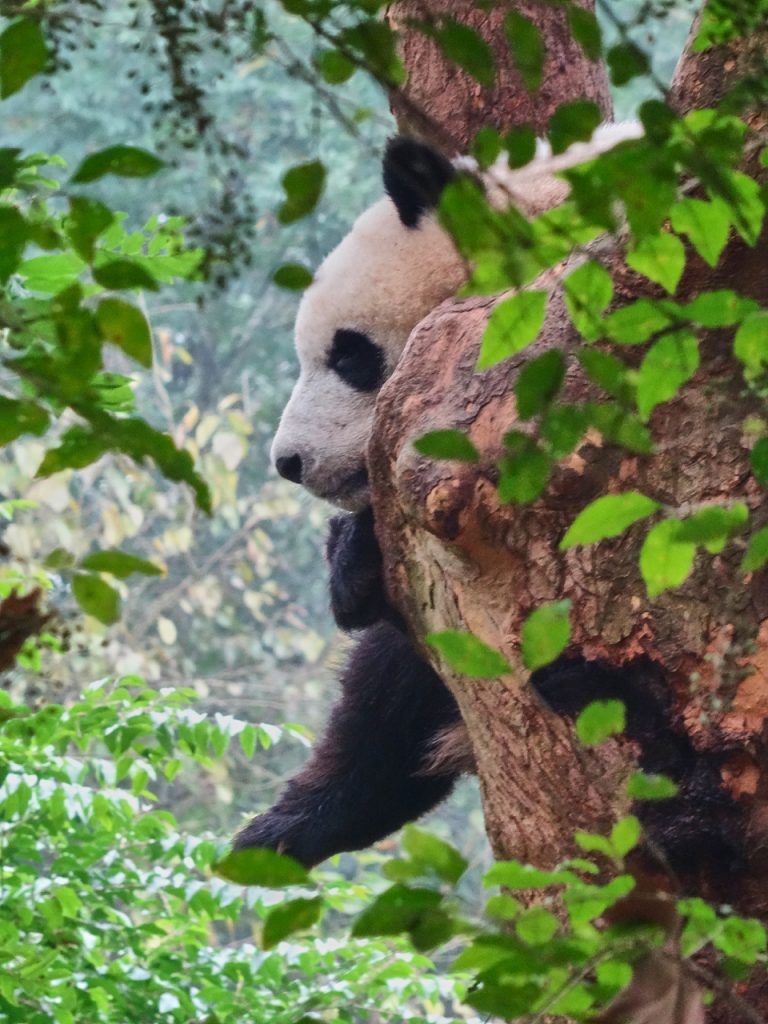 CHINA-2017-12-046 CHINA-2017-12-046