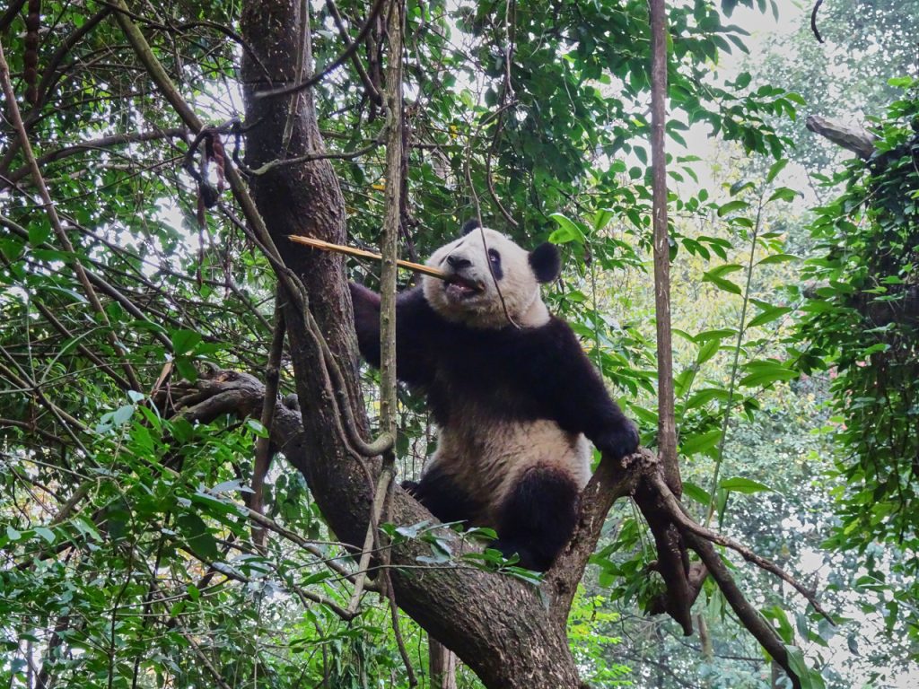 CHINA-2017-12-052 CHINA-2017-12-052