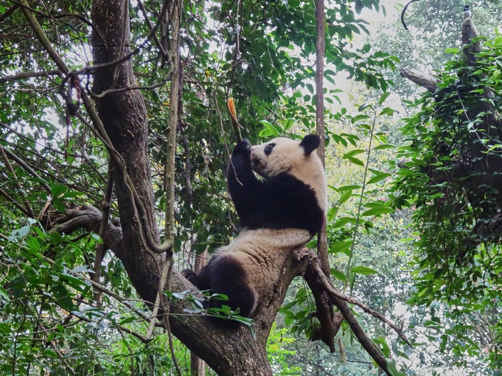 CHINA-2017-12-053 CHINA-2017-12-053