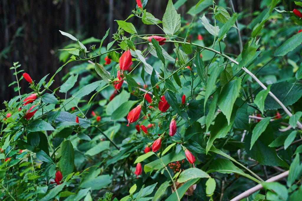 CHINA-2017-12-054 CHINA-2017-12-054