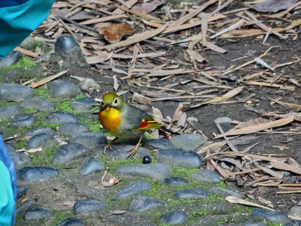 CHINA-2017-12-056 CHINA-2017-12-056