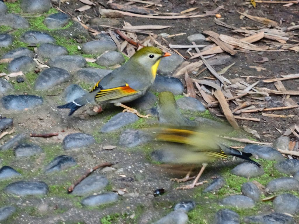 CHINA-2017-12-059 CHINA-2017-12-059