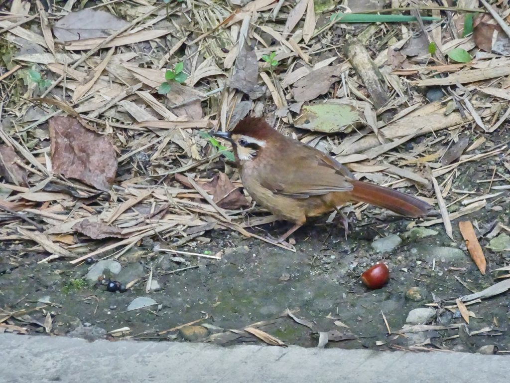 CHINA-2017-12-060 CHINA-2017-12-060