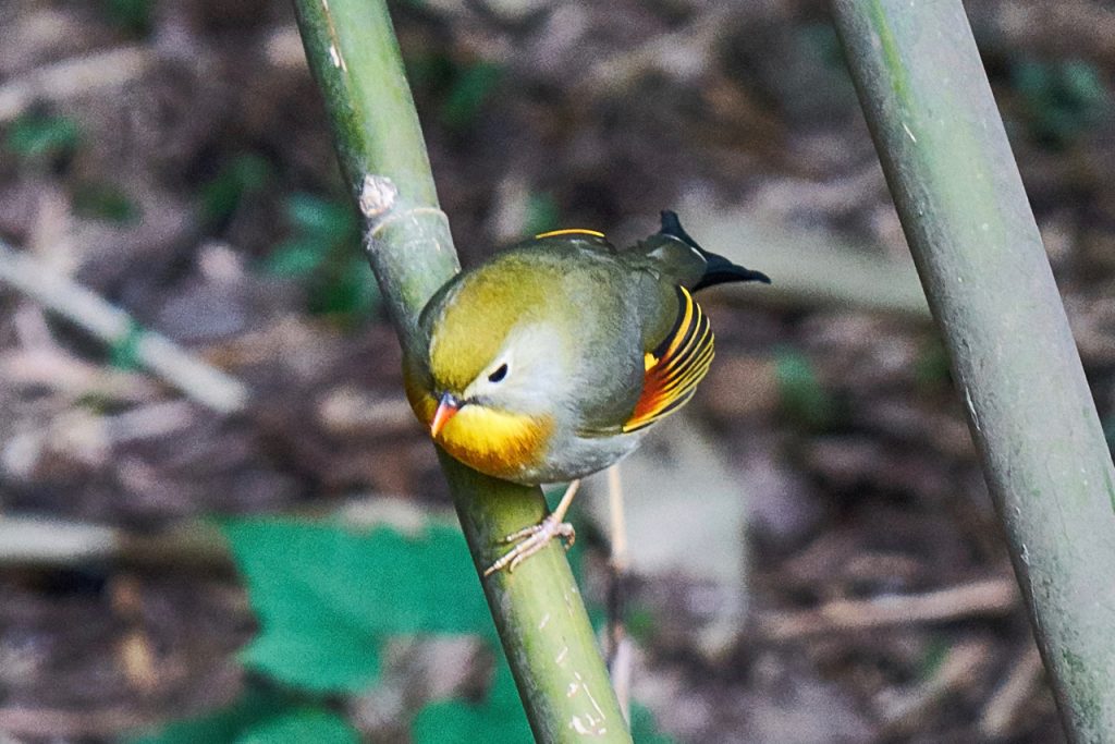 CHINA-2017-12-061 CHINA-2017-12-061