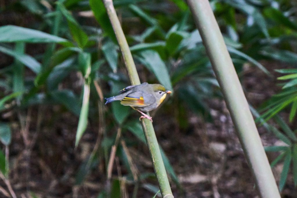 CHINA-2017-12-062 CHINA-2017-12-062