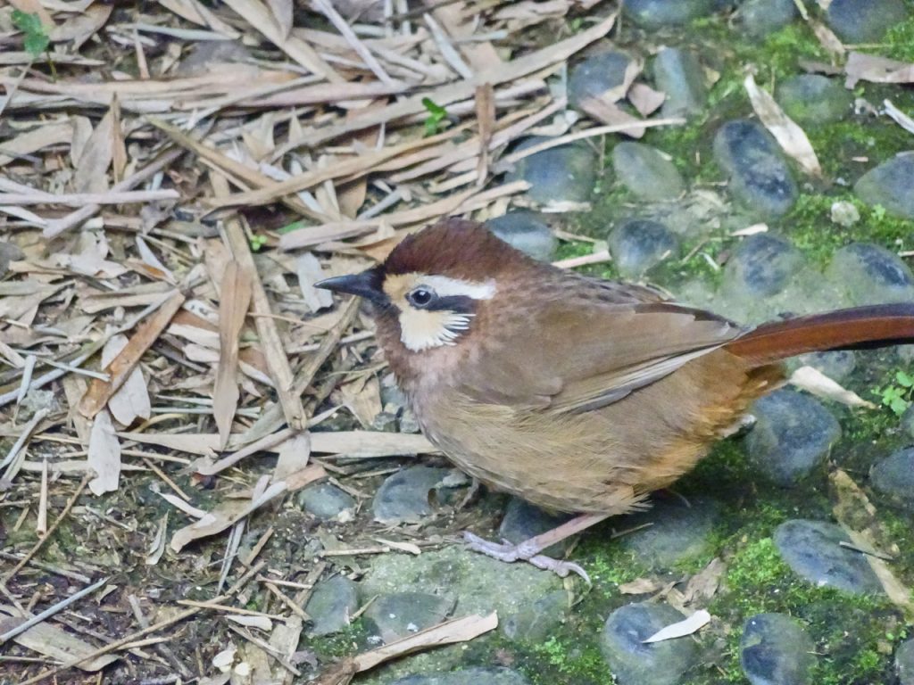 CHINA-2017-12-063 CHINA-2017-12-063