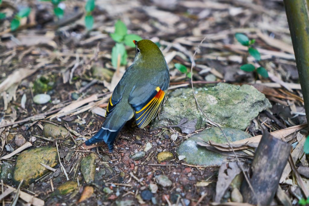 CHINA-2017-12-065 CHINA-2017-12-065