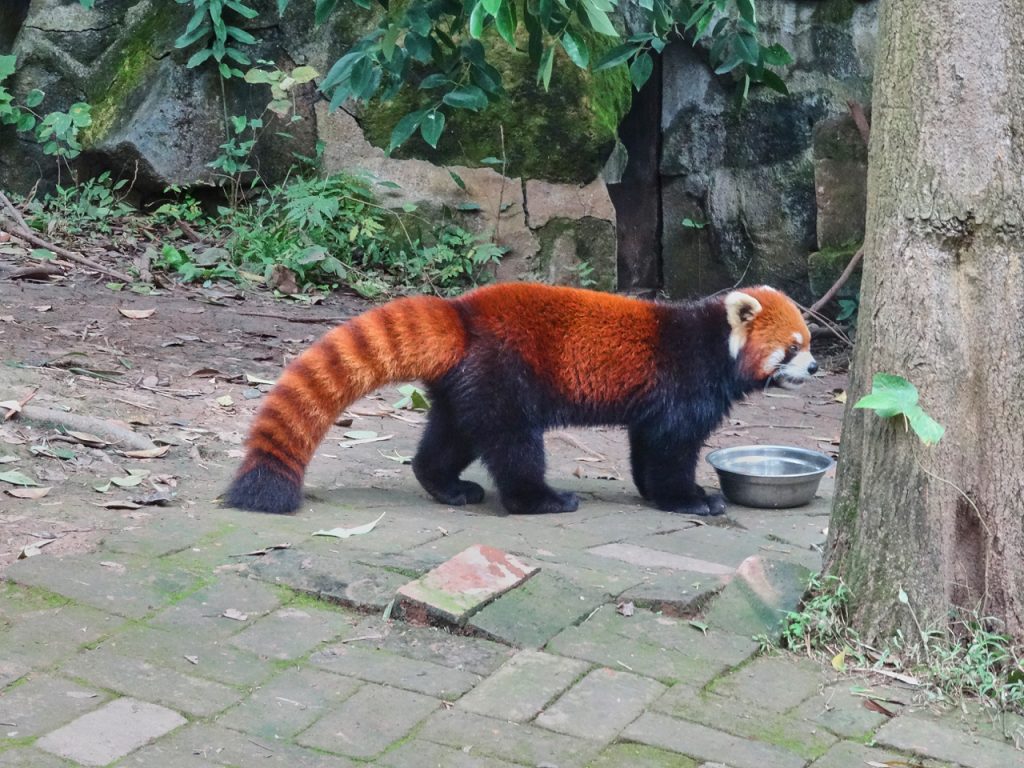 CHINA-2017-12-070 CHINA-2017-12-070