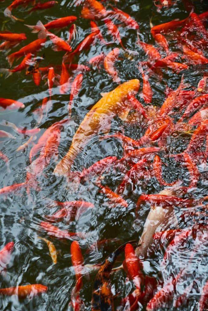 CHINA-2017-12-073 CHINA-2017-12-073