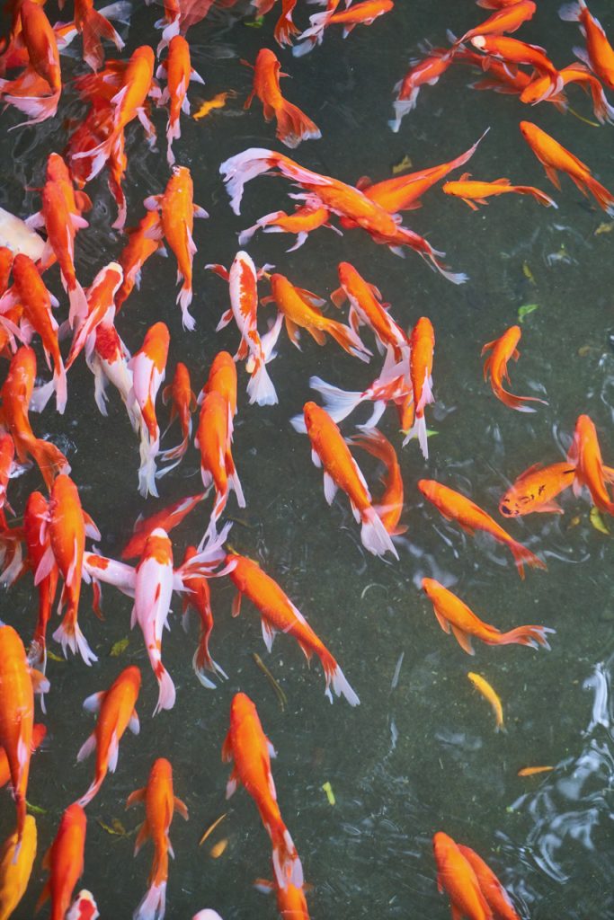 CHINA-2017-12-074 CHINA-2017-12-074