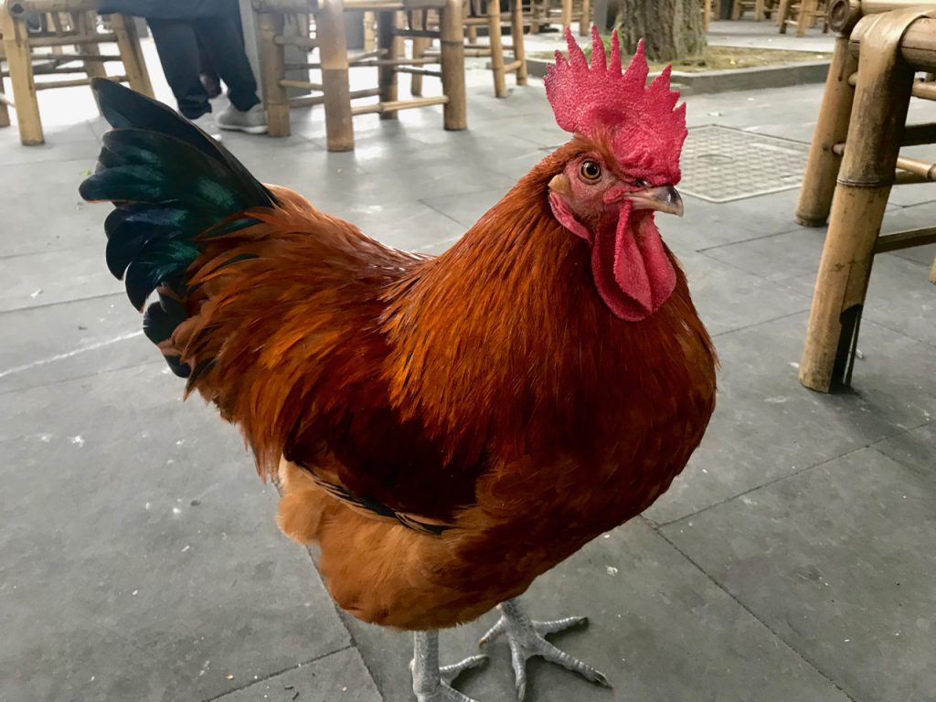 CHINA-2017-13-052 CHINA-2017-13-052