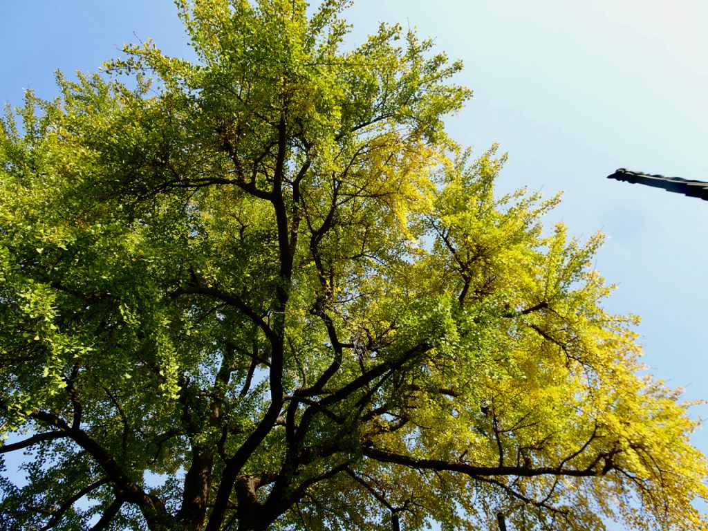 CHINA-2017-14-042 CHINA-2017-14-042