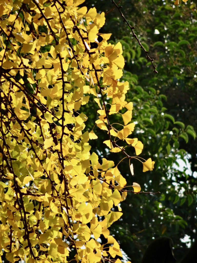 CHINA-2017-14-043 CHINA-2017-14-043