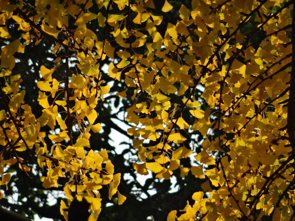 CHINA-2017-14-045 CHINA-2017-14-045