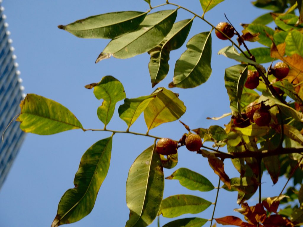 CHINA-2017-14-161 CHINA-2017-14-161
