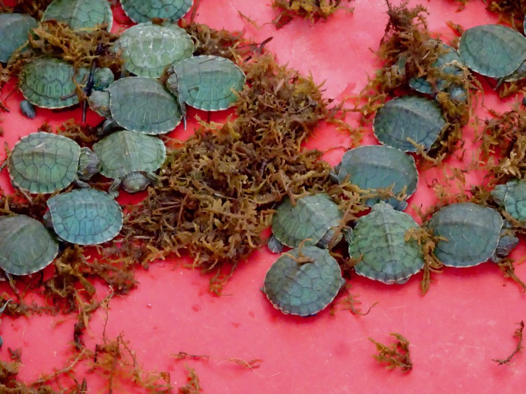 CHINA-2017-15-013 CHINA-2017-15-013