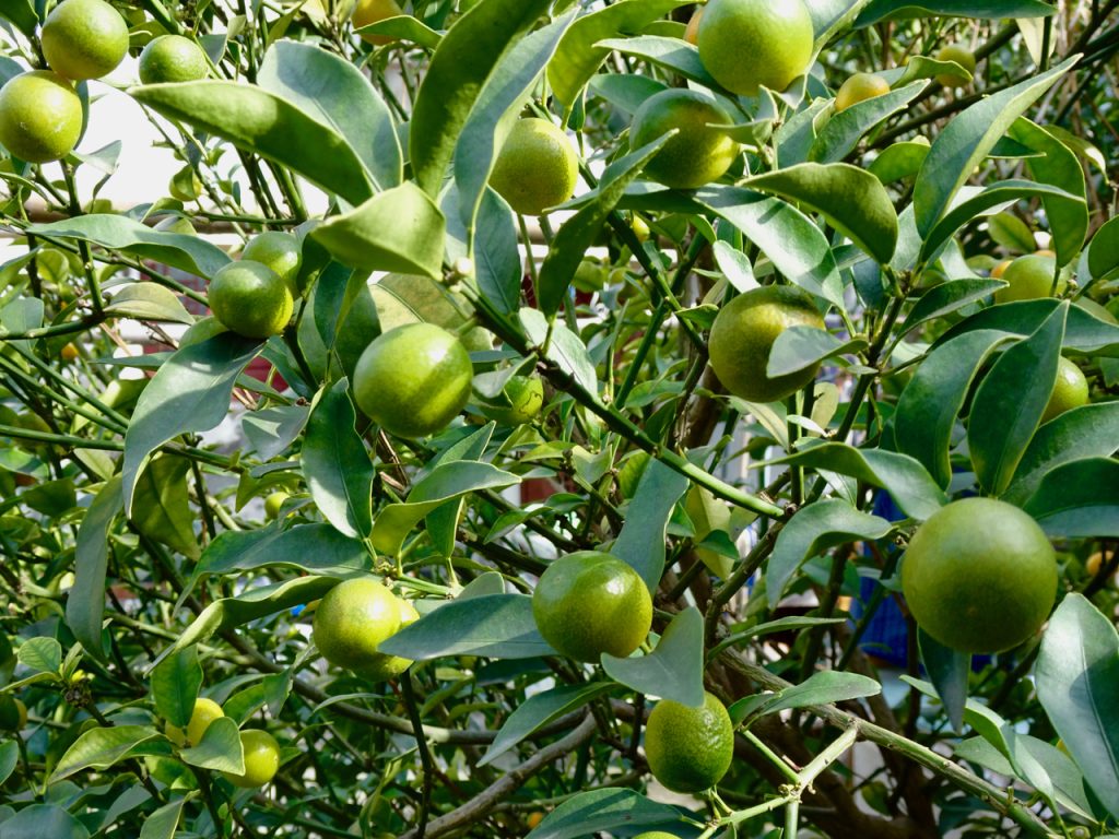 CHINA-2017-15-042 CHINA-2017-15-042