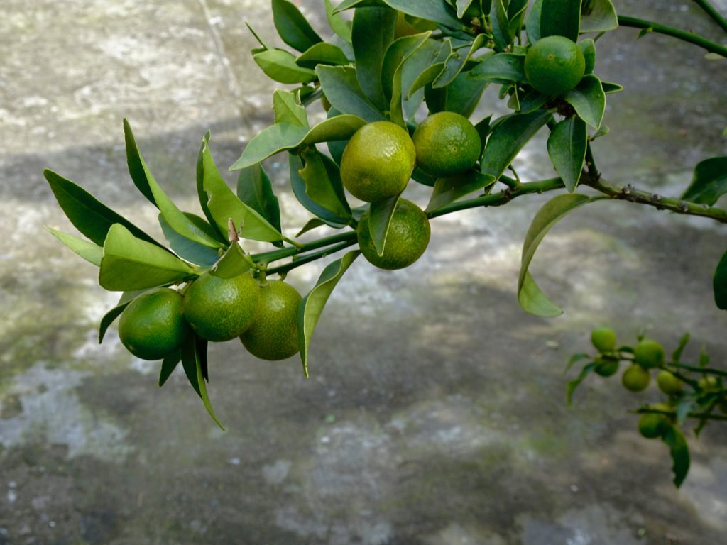 CHINA-2017-15-044 CHINA-2017-15-044