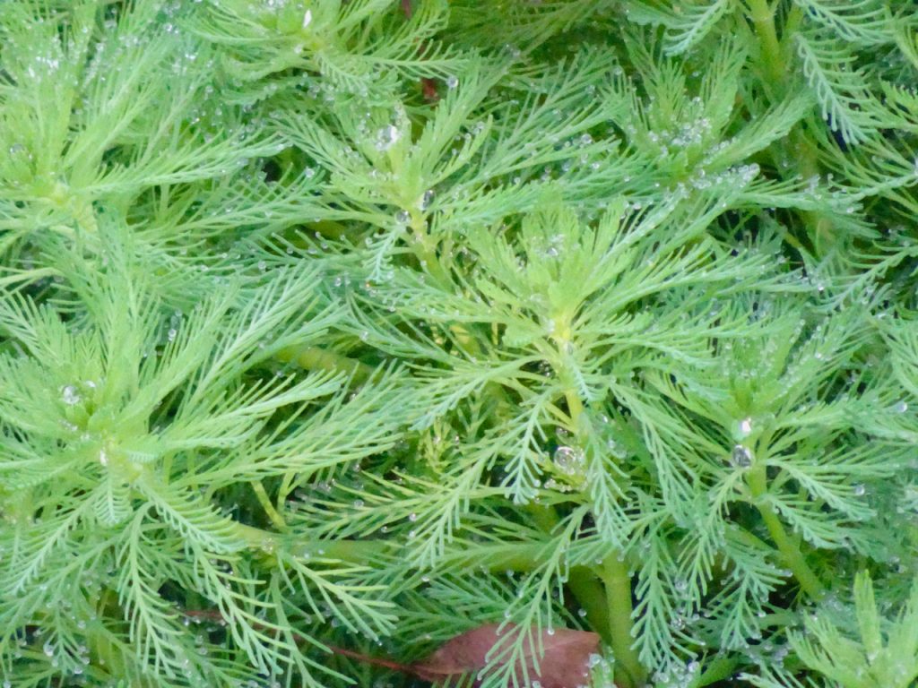 CHINA-2017-16-113 CHINA-2017-16-113