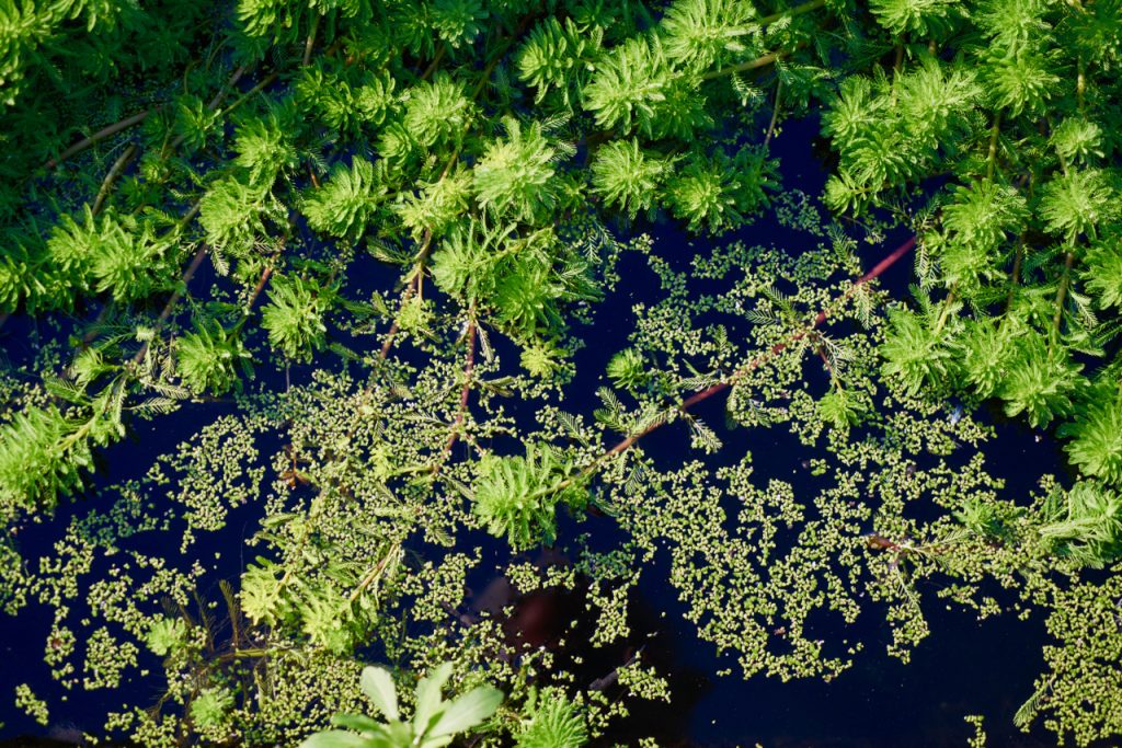 CHINA-2017-16-116 CHINA-2017-16-116