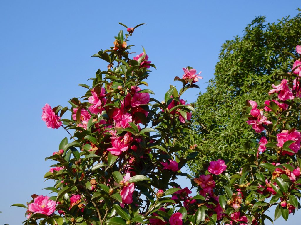 CHINA-2017-16-136 CHINA-2017-16-136