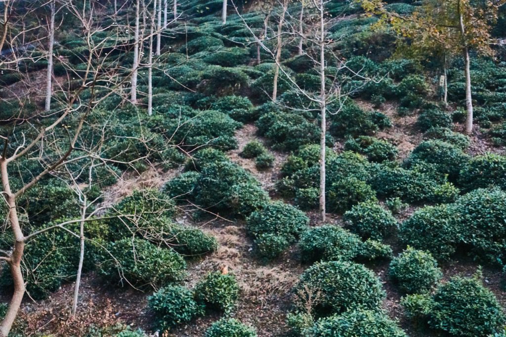 CHINA-2017-17-032 CHINA-2017-17-032
