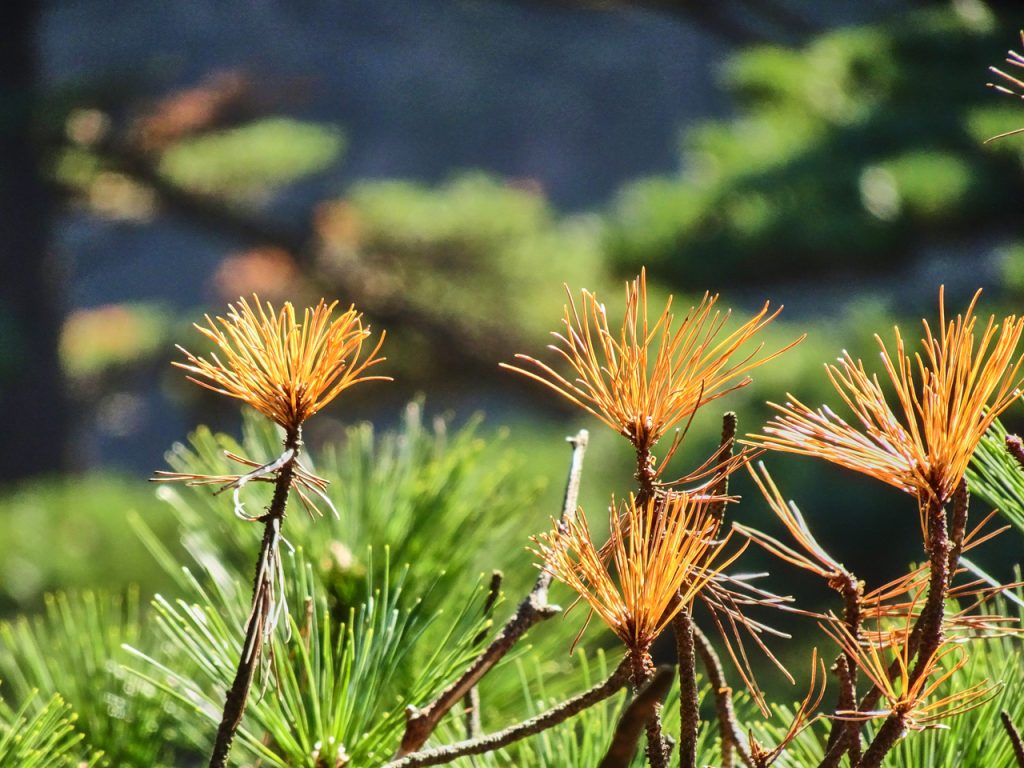CHINA-2017-17-093 CHINA-2017-17-093