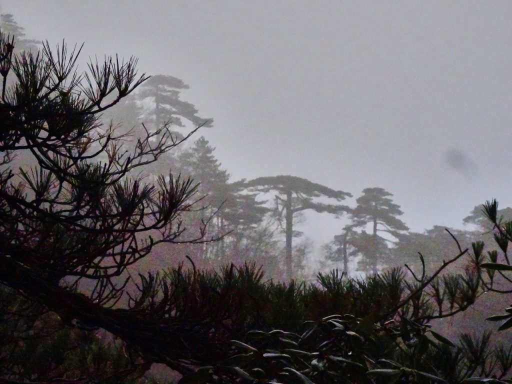 CHINA-2017-18-005 CHINA-2017-18-005