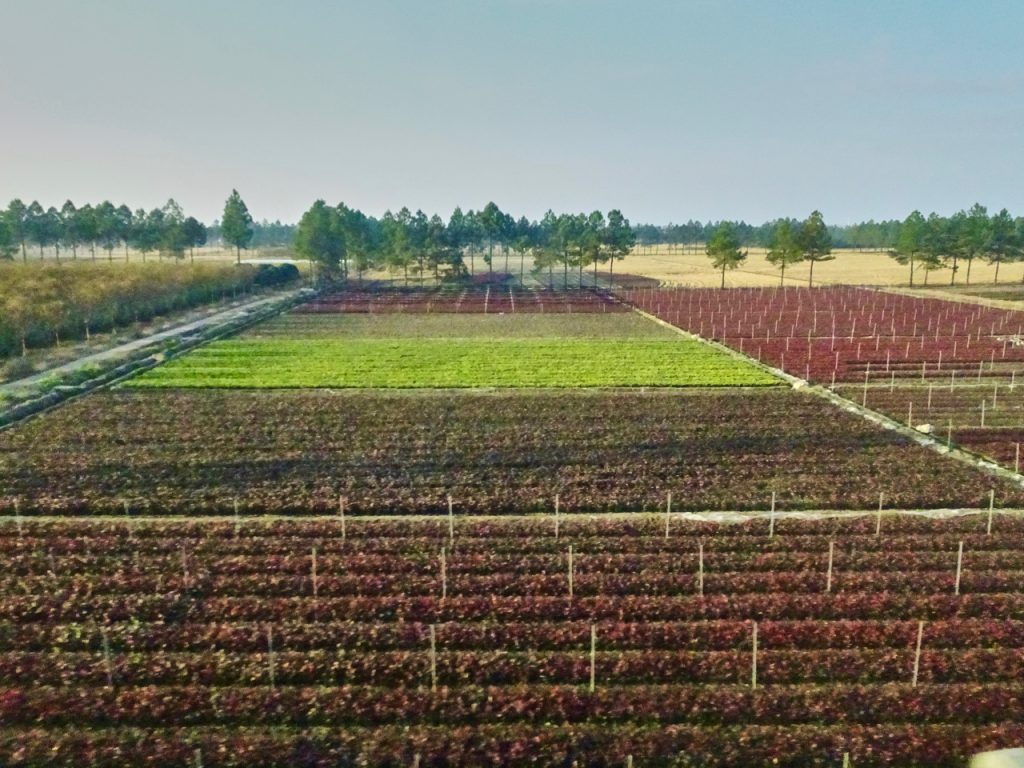 CHINA-2017-18-096 CHINA-2017-18-096