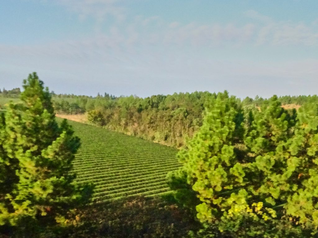 CHINA-2017-18-112 CHINA-2017-18-112