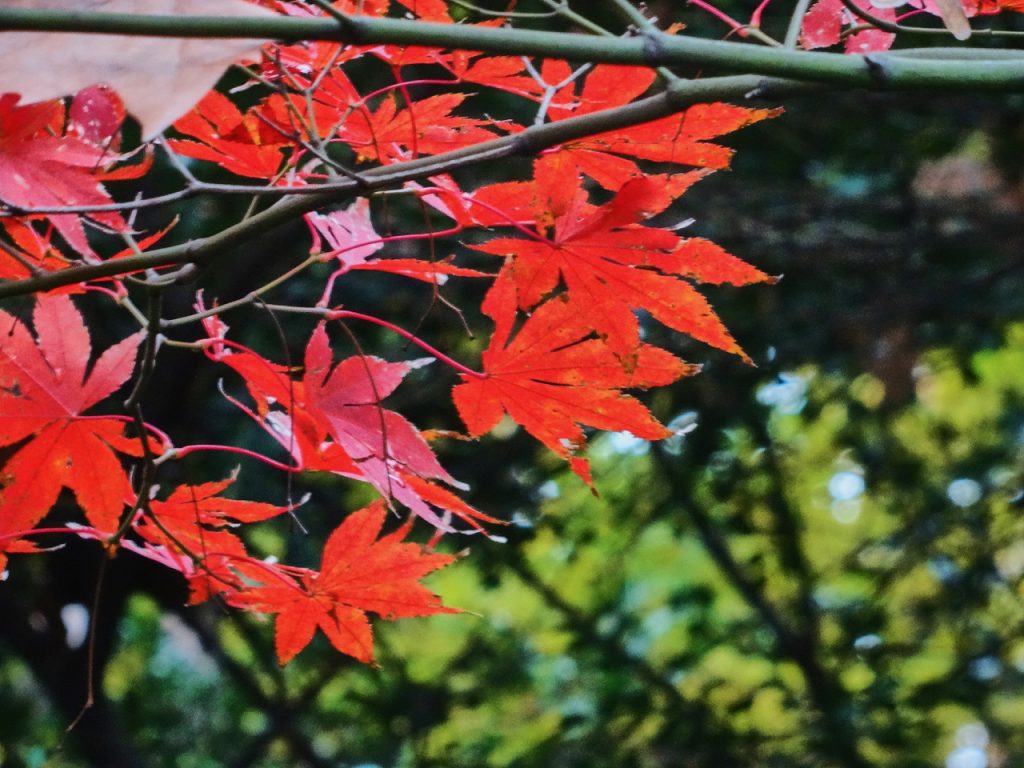 CHINA-2017-19-026 CHINA-2017-19-026