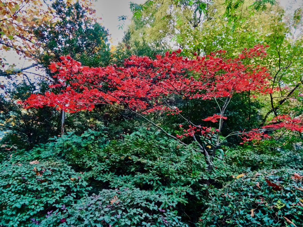 CHINA-2017-19-030 CHINA-2017-19-030