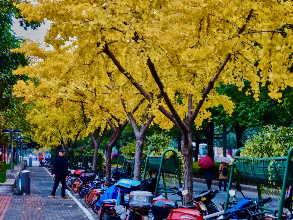 CHINA-2017-19-082 CHINA-2017-19-082