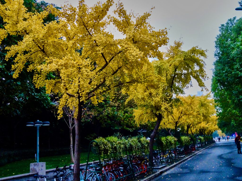 CHINA-2017-19-084 CHINA-2017-19-084