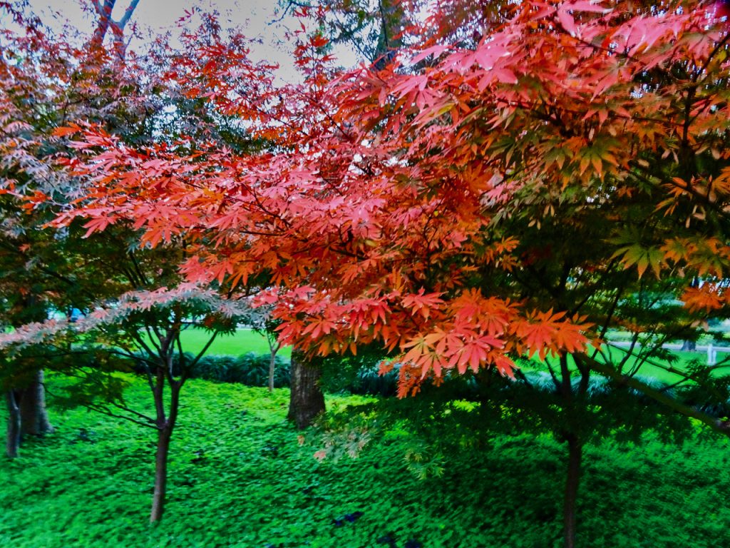 CHINA-2017-19-087 CHINA-2017-19-087